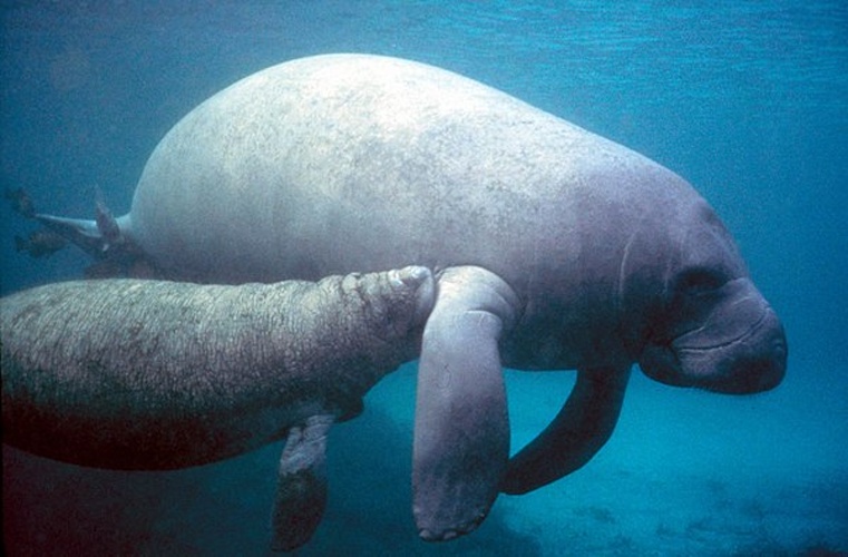 West Indian manatee &copy; Galen Rathbun