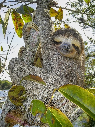 Pale-throated sloth © Stefan Laube (<a href="https://de.wikipedia.org/wiki/Benutzer:Tauchgurke" class="extiw" title="de:Benutzer:Tauchgurke">Tauchgurke</a>)