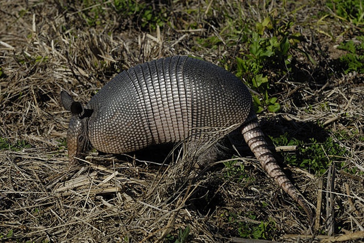 nine-banded armadillo &copy; <a href="//commons.wikimedia.org/wiki/User:Hans_Stieglitz" title="User:Hans Stieglitz">Hans Stieglitz</a>