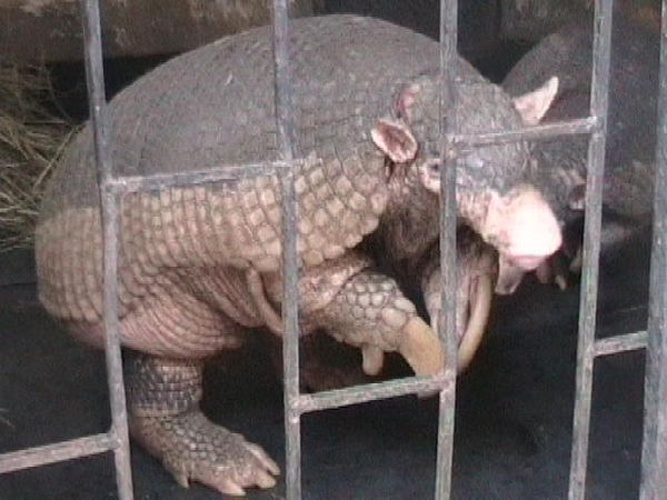 Giant armadillo &copy; <a href="https://en.wikipedia.org/wiki/User:Pascaweb" class="extiw" title="wikipedia:User:Pascaweb">Pascaweb</a> at <a href="https://en.wikipedia.org/wiki/" class="extiw" title="wikipedia:">English Wikipedia</a>