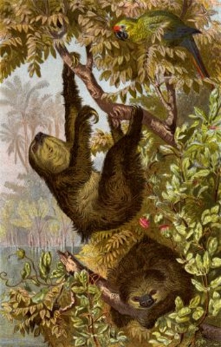 Linnaeus's Two-toed Sloth © 