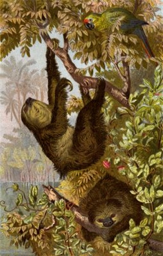 Linnaeus's Two-toed Sloth &copy; 