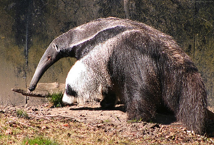 giant anteater &copy; <a href="//commons.wikimedia.org/wiki/User:Malene" title="User:Malene">Malene Thyssen</a>