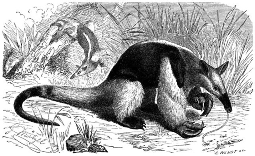 southern tamandua &copy; 