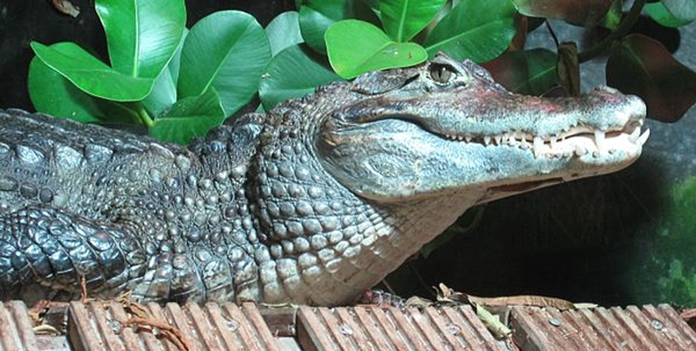 Caiman crocodilus © This photo has been taken by <b><a href="//commons.wikimedia.org/wiki/User:Mirgolth" title="User:Mirgolth">Matthieu Sontag</a></b> (User:Mirgolth) and released under the licenses stated below. You are free to use it for any purpose as long as you credit me as author, Wikimedia Commons as site and follow the terms of the licenses. Could you be kind enough to <a href="https://fr.wikipedia.org/wiki/Discussion_Utilisateur:Mirgolth" class="extiw" title="fr:Discussion Utilisateur:Mirgolth">leave me a message on this page</a> to inform me about your use of this picture.