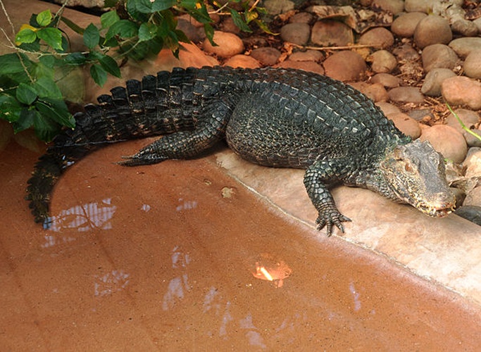 Cuvier's dwarf caiman © <a href="//commons.wikimedia.org/wiki/User:Nilfanion" title="User:Nilfanion">Nilfanion</a>