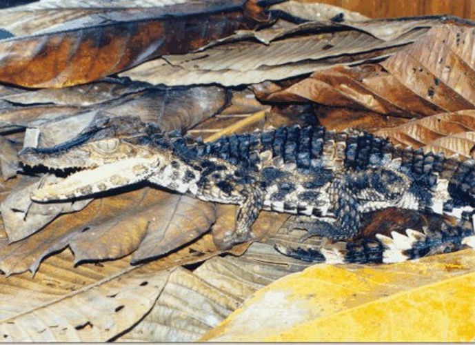 Smooth-fronted caiman © <a href="https://en.wikipedia.org/wiki/User:Mokele" class="extiw" title="en:User:Mokele">Mokele</a>  at <a class="external text" href="http://en.wikipedia.org">en.wikipedia</a>