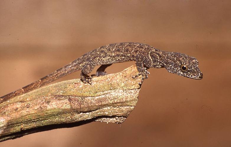 Gonatodes humeralis &copy; Andreas Schlüter