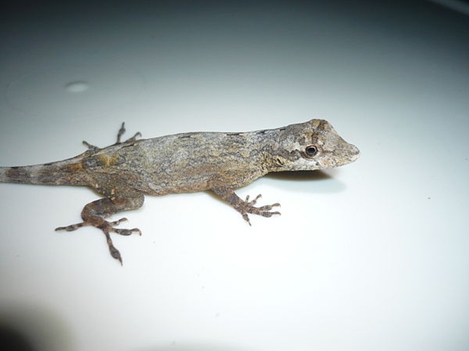 Anolis ortonii © <a href="//commons.wikimedia.org/wiki/User:Erfil" title="User:Erfil">Erfil</a>