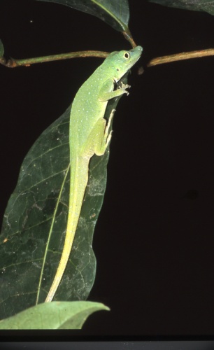 Anolis punctatus &copy; <bdi><a href="https://en.wikipedia.org/wiki/en:Andreas_Schl%C3%BCter" class="extiw" title="w:en:Andreas Schlüter">Andreas Schlüter</a>
</bdi>