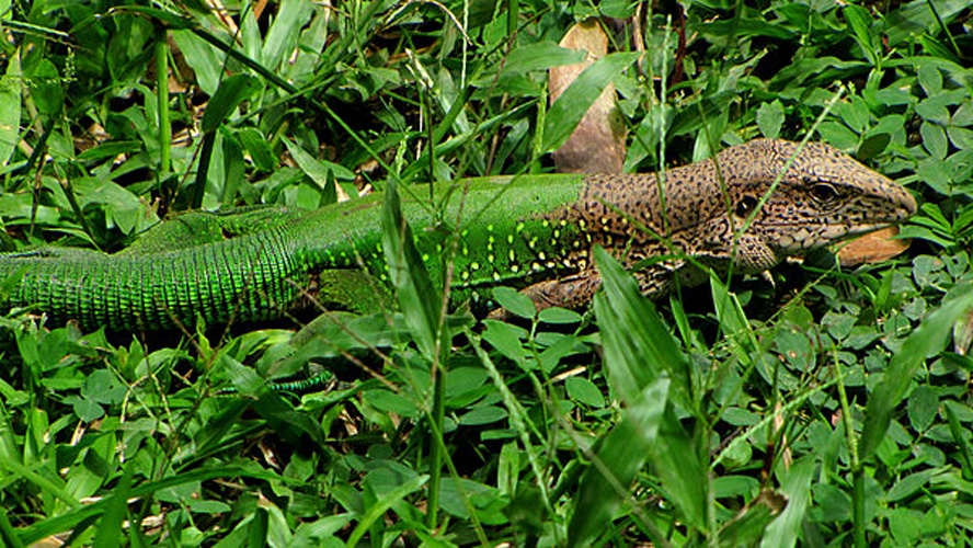 Giant Ameiva &copy; <a href="//commons.wikimedia.org/wiki/User:Dger" title="User:Dger">D. Gordon E. Robertson</a>