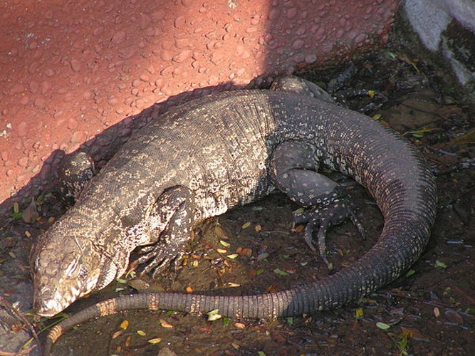 Gold tegu &copy; © 2006 Carla Antonini