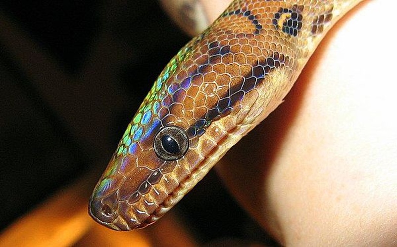 Epicrates cenchria &copy; Angela Rothermann