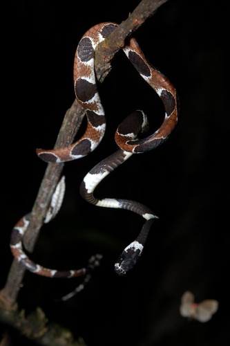 Catesby's snail-eater © ggallice (Geoff Gallice)