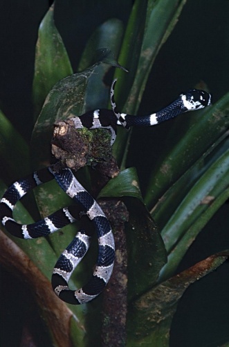 Dipsas pavonina © <a rel="nofollow" class="external text" href="https://www.flickr.com/people/65695019@N07">Bernard DUPONT</a> from FRANCE