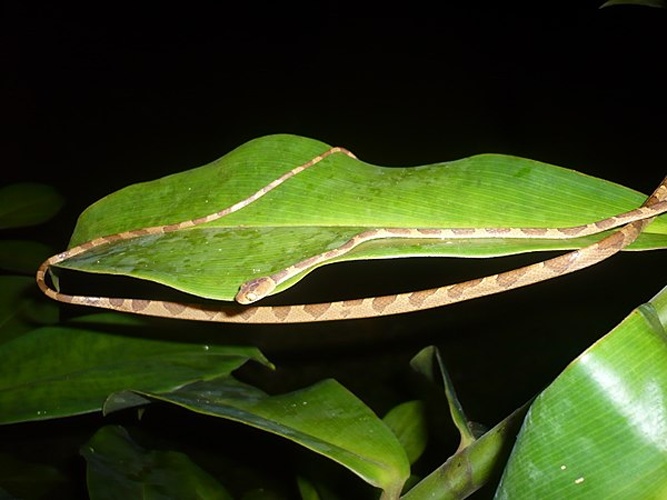 Imantodes lentiferus © <a href="//commons.wikimedia.org/wiki/User:Erfil" title="User:Erfil">Erfil</a>