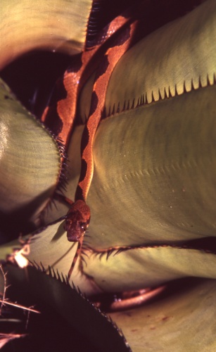 Leptodeira annulata &copy; Andreas Schlüter