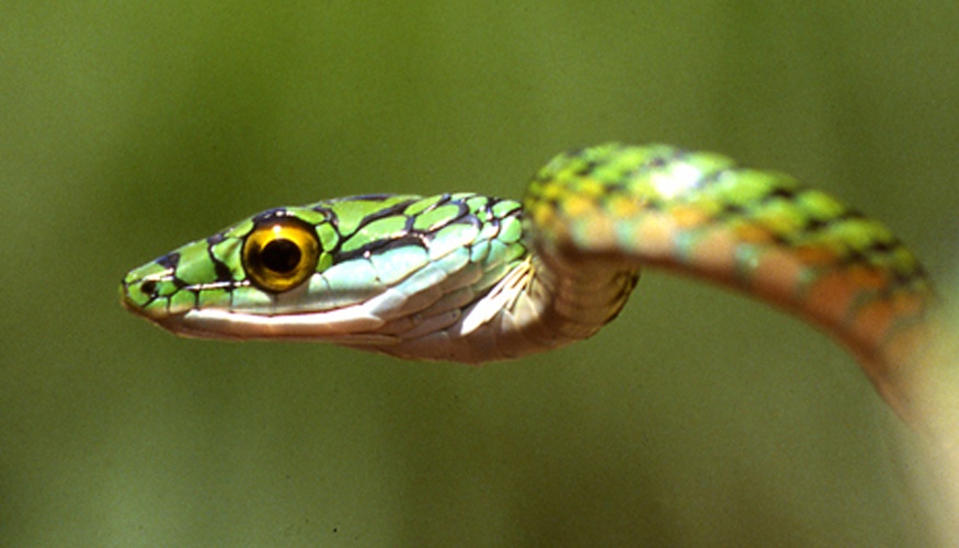 Leptophis ahaetulla © Andreas Schlüter