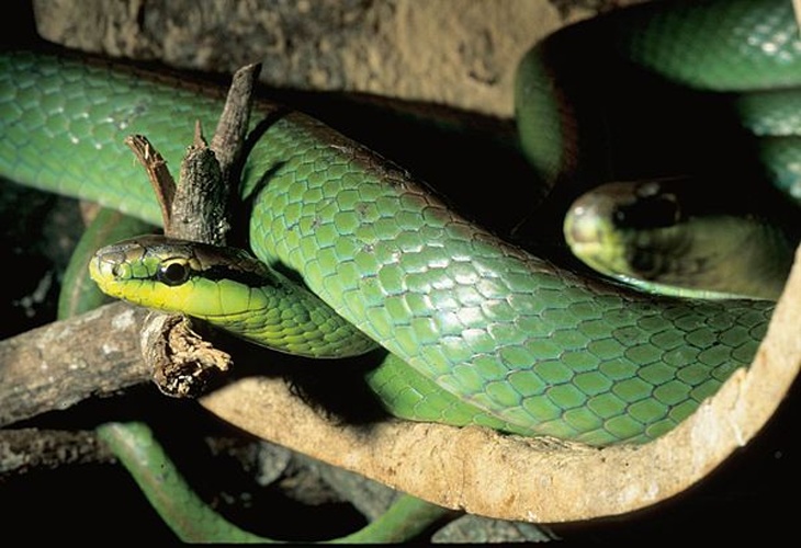 Philodryas olfersii © <a rel="nofollow" class="external text" href="https://www.flickr.com/photos/dusantos_bh/">DuSantos</a>