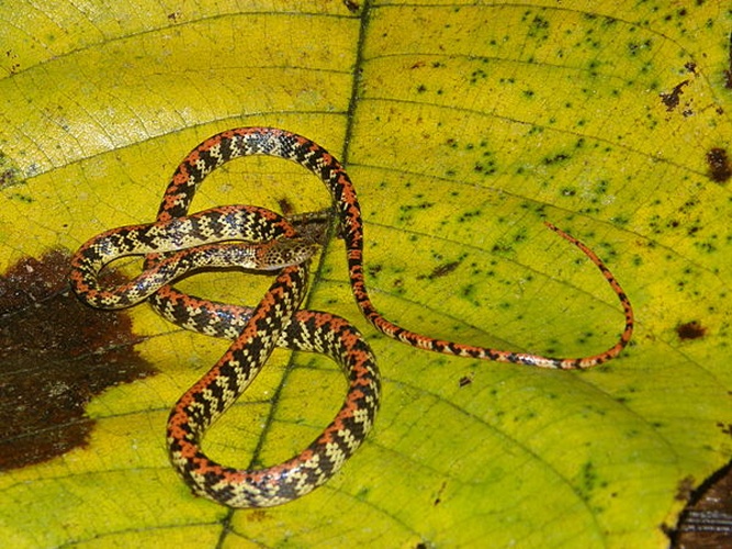 Siphlophis cervinus &copy; <a rel="nofollow" class="external text" href="https://www.flickr.com/photos/7491012@N04">bgv23</a>