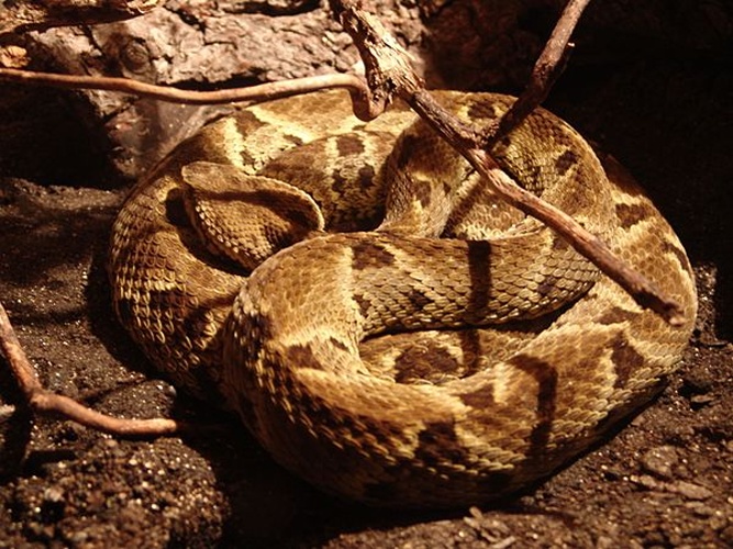 Bothrops atrox © <a href="//commons.wikimedia.org/w/index.php?title=User:Danleo&amp;action=edit&amp;redlink=1" class="new" title="User:Danleo (page does not exist)">Danleo</a>