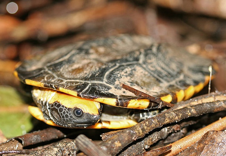 Twist-necked turtle &copy; <a href="//commons.wikimedia.org/wiki/User:Tomfriedel" title="User:Tomfriedel">http://www.birdphotos.com</a>