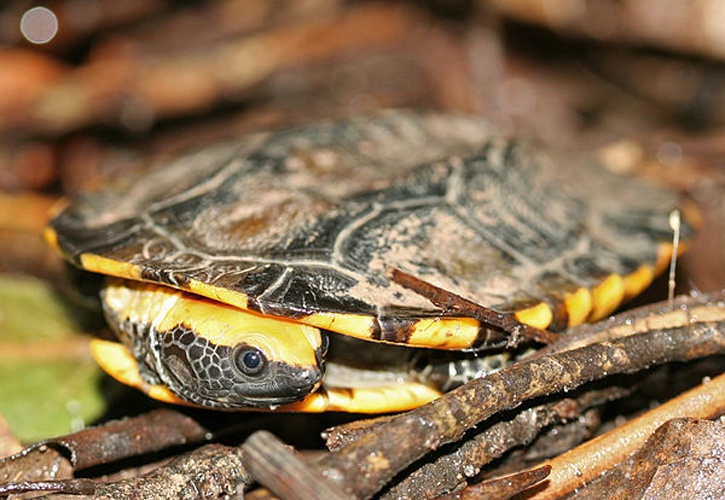 Twist-necked turtle © <a href="//commons.wikimedia.org/wiki/User:Tomfriedel" title="User:Tomfriedel">http://www.birdphotos.com</a>