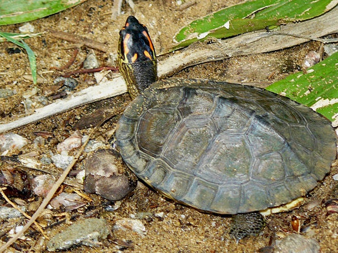 Spot-legged turtle © <a href="//commons.wikimedia.org/w/index.php?title=User:Herv%C3%A9breton&amp;action=edit&amp;redlink=1" class="new" title="User:Hervébreton (page does not exist)">Hervébreton</a>