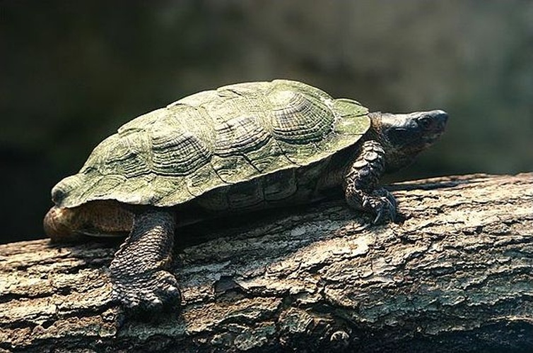 Scorpion mud turtle © Wilfried Berns