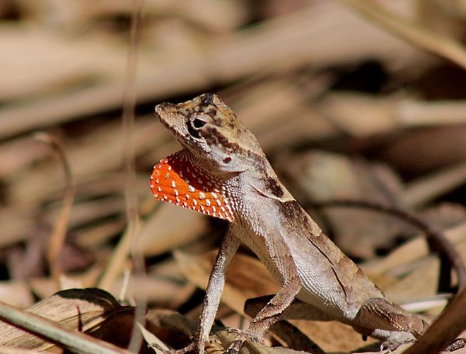 Anolis chrysolepis &copy; Feroze Omardeen