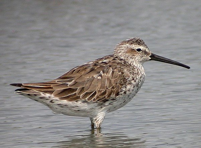 stilt sandpiper © <a rel="nofollow" class="external text" href="https://www.flickr.com/photos/9062441@N02">Len Blumin</a>