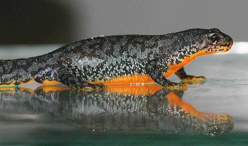Alpine newt © 