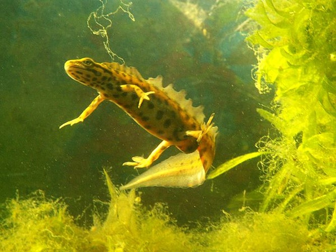 smooth newt © Piet Spaans <a href="//commons.wikimedia.org/w/index.php?title=User:Viridiflavus&amp;action=edit&amp;redlink=1" class="new" title="User:Viridiflavus (page does not exist)">Viridiflavus</a> 21:50, 10 April 2007 (UTC)