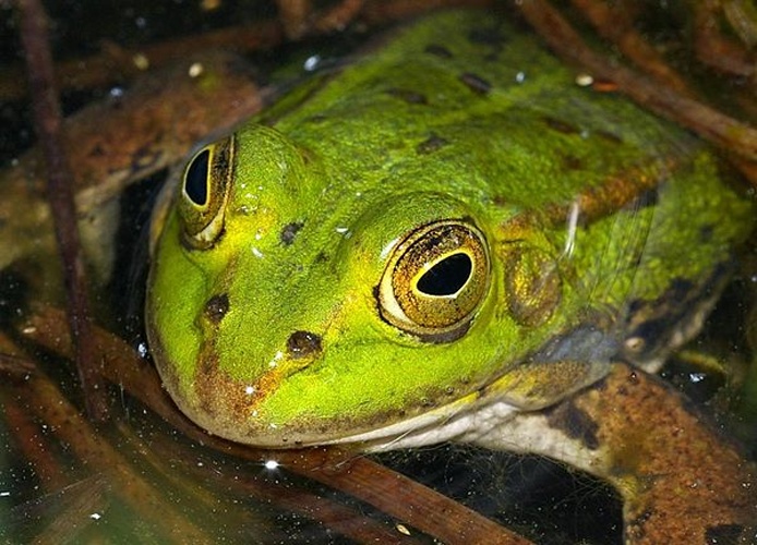 Pelophylax lessonae &copy; <a href="//commons.wikimedia.org/wiki/User:Fice" title="User:Fice">Christian Fischer</a>