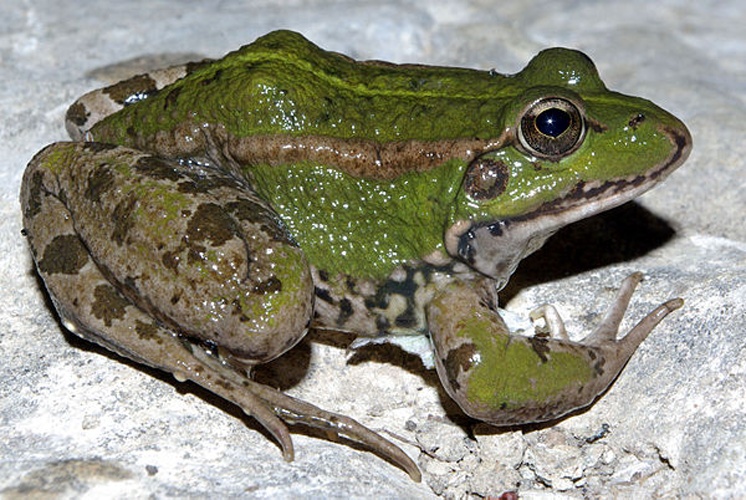 Perez's Frog © <a href="//commons.wikimedia.org/wiki/User:David_Perez" title="User:David Perez">David Perez</a>