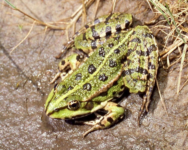 Marsh Frog © <a href="//commons.wikimedia.org/wiki/User:Fice" title="User:Fice">Christian Fischer</a>