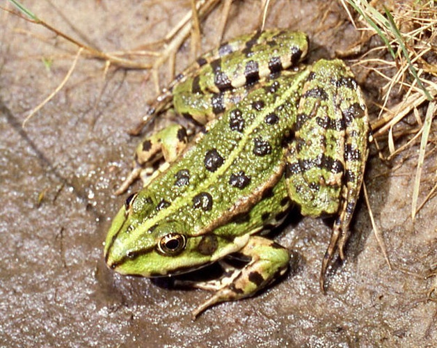 Marsh Frog &copy; <a href="//commons.wikimedia.org/wiki/User:Fice" title="User:Fice">Christian Fischer</a>