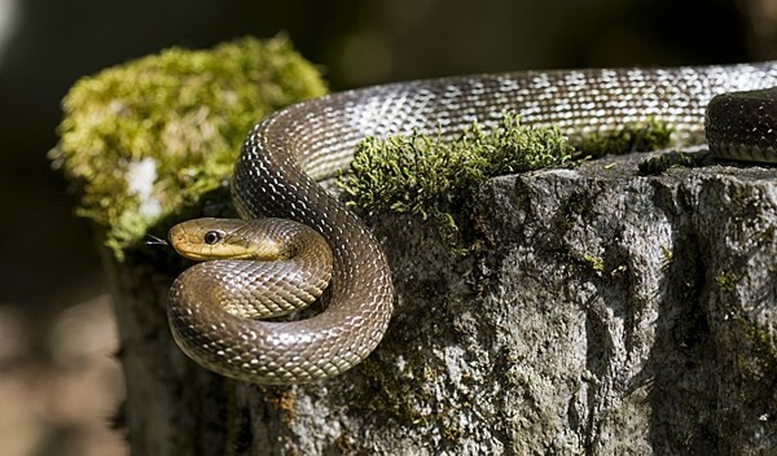 Aesculapian snake © <a href="//commons.wikimedia.org/wiki/User:FelixReimann" title="User:FelixReimann">FelixReimann</a>