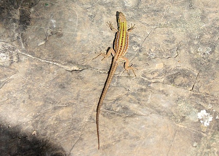 Italian wall lizard © <a href="//commons.wikimedia.org/wiki/User:J._Patrick_Fischer" title="User:J. Patrick Fischer">J. Patrick Fischer</a>