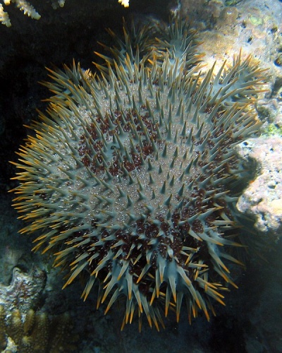 Crown-of-thorns starfish © 