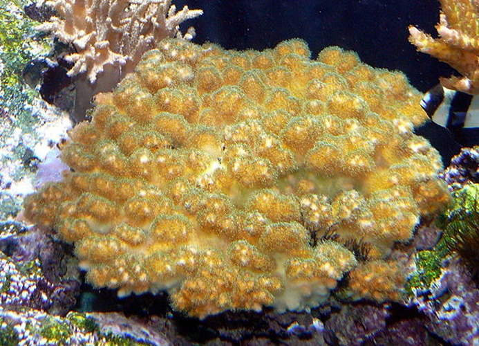 Pocillopora damicornis © <a href="//commons.wikimedia.org/wiki/User:Haplochromis" title="User:Haplochromis">User:Haplochromis</a>