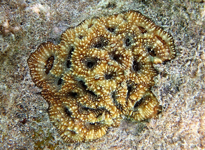 Acanthastrea echinata © Philippe Bourjon