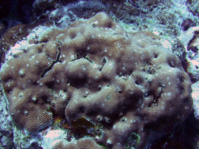 Goniastrea edwardsi © NPS photo - Larry Basch