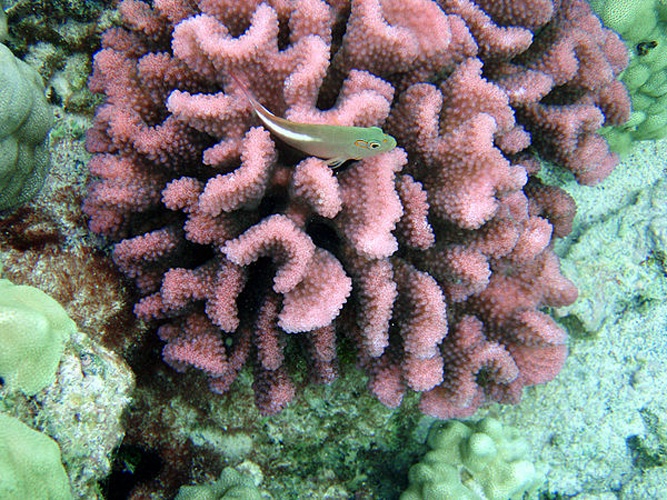 Pocillopora meandrina © <a rel="nofollow" class="external text" href="https://sites.google.com/site/thebrockeninglory/">Brocken Inaglory</a>