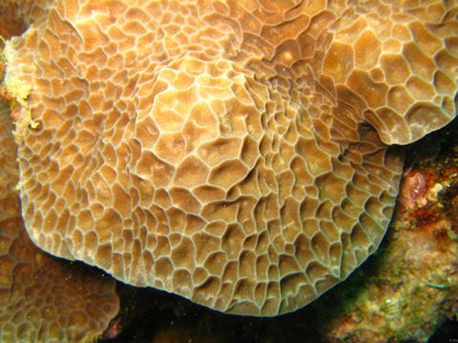 Gardineroseris planulata © Benzoni, F.