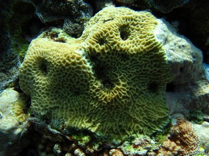 Pavona venosa &copy; Benzoni, F.