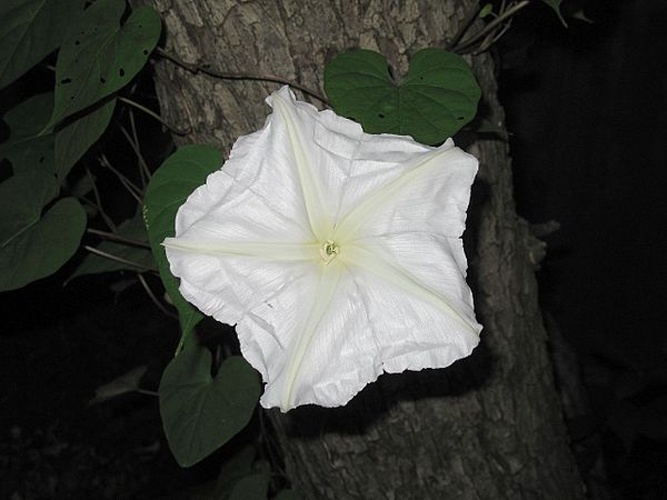 Ipomoea alba © <a rel="nofollow" class="external text" href="https://www.flickr.com/people/61408470@N00">Benjamin Graves</a> from Sasebo, Japan
