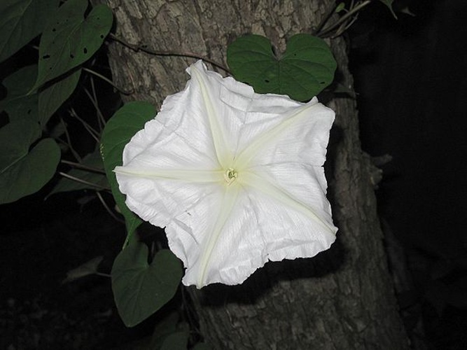Ipomoea alba &copy; <a rel="nofollow" class="external text" href="https://www.flickr.com/people/61408470@N00">Benjamin Graves</a> from Sasebo, Japan