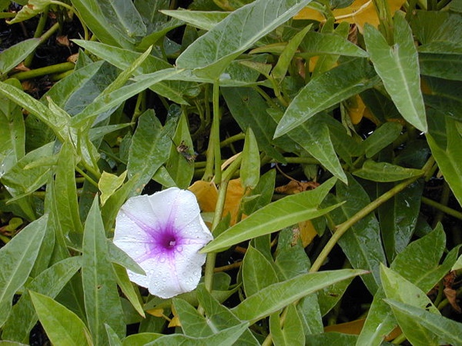 Ipomoea aquatica © 