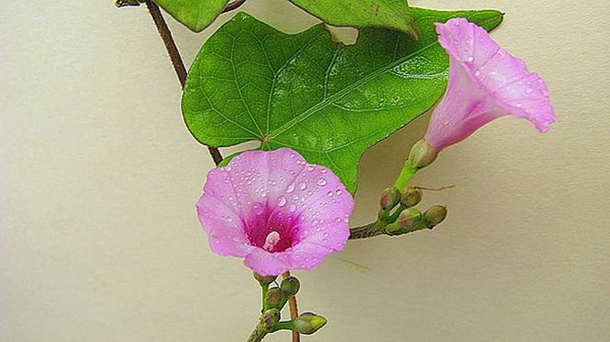 Ipomoea tiliacea © <a rel="nofollow" class="external text" href="https://www.flickr.com/people/12589168@N00">Alex Popovkin, Bahia, Brazil</a> from Brazil
